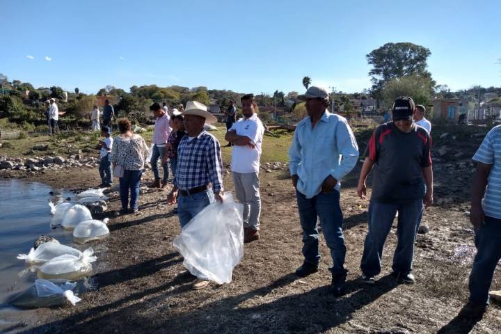 Siembra Compesca 30 mil crías de tilapia en Presa Melchor Ocampo