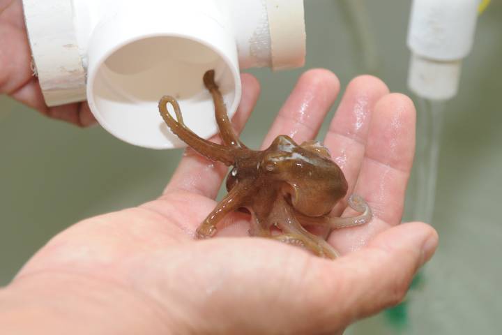 Pulpos buscan aguas mas profundas ante el calentamiento global.