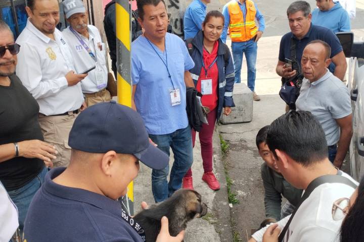 Durante operativo del Día de Reyes, Fiscalía General asegura cinco cachorros abandonados