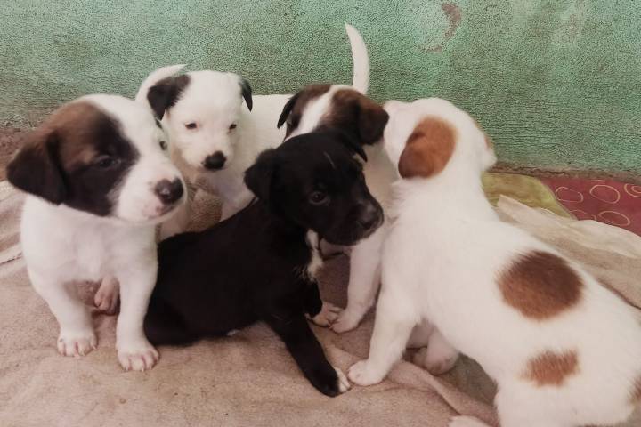 Adopta, salva y transforma una vida: Primera Feria de adopción en Morelia 2025