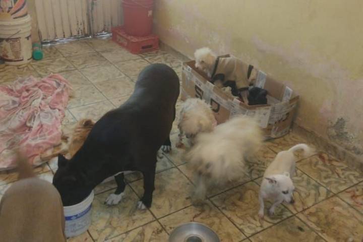 En La Piedad, Fiscalía General rescata 29 caninos víctimas de maltrato animal