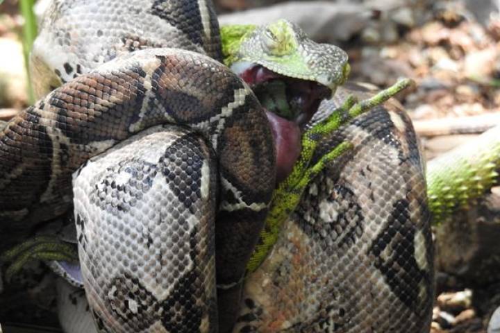 Michoacán destinó más de medio mdp del Fondo Ambiental en acciones de conservación