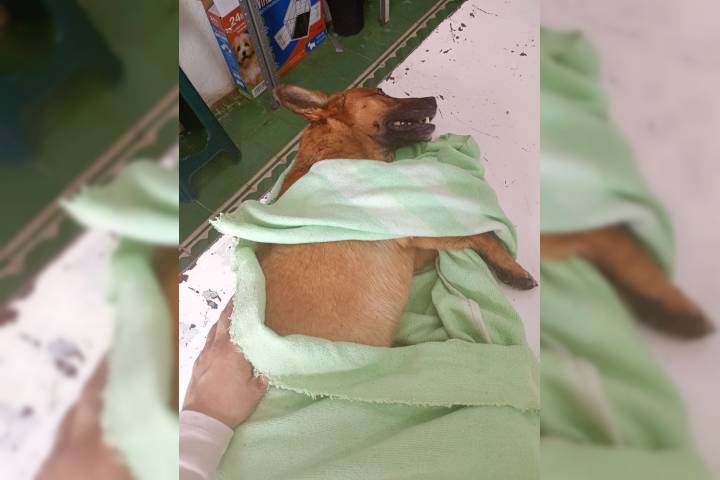 En Michoacán se reporta otro caso de envenamiento masivo de perros; animalistas exigen investigación