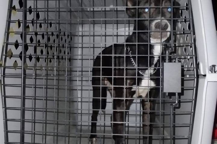 Fiscalía General rescata a ejemplar canino en condiciones de maltrato animal