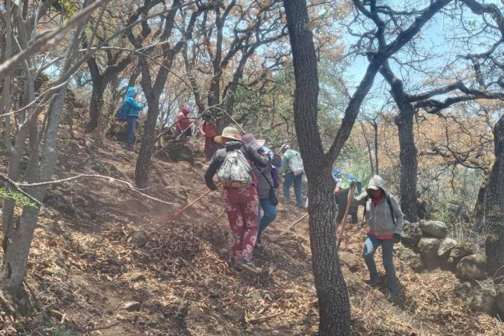 Unen esfuerzos para restaurar 50 hectáreas del área protegida cerro del Águila