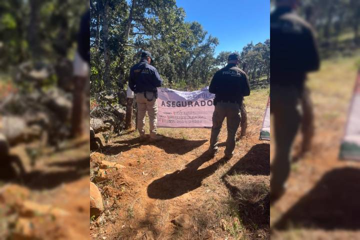 Por tala y plantación de aguacate FGE ejecuta cateo