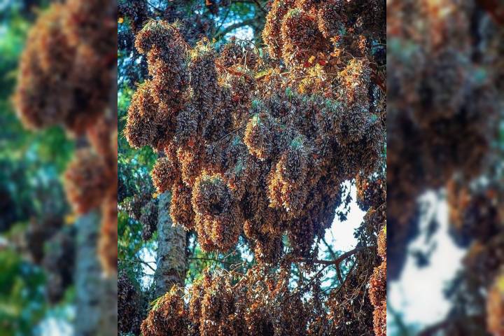 Vive la magia de la Mariposa Monarca en Michoacán