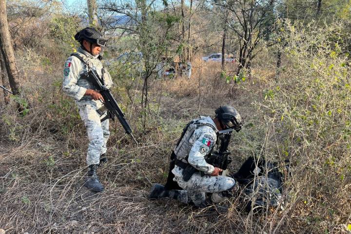 En operativo interinstitucional llevado a cabo en Tarímbaro, fue localizado y destruído un plantío de marihuana