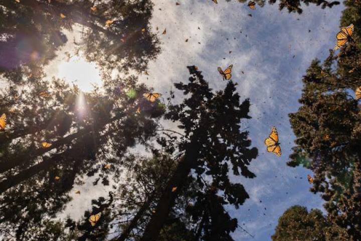 Recibe el 2026 rodeado de naturaleza en los santuarios de la Monarca