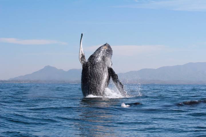Puerto Vallarta da la bienvenida a las Ballenas