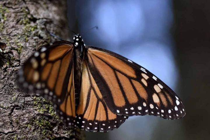 Michoacán celebra 51 años del descubrimiento de los santuarios de la Mariposa Monarca: Sectur