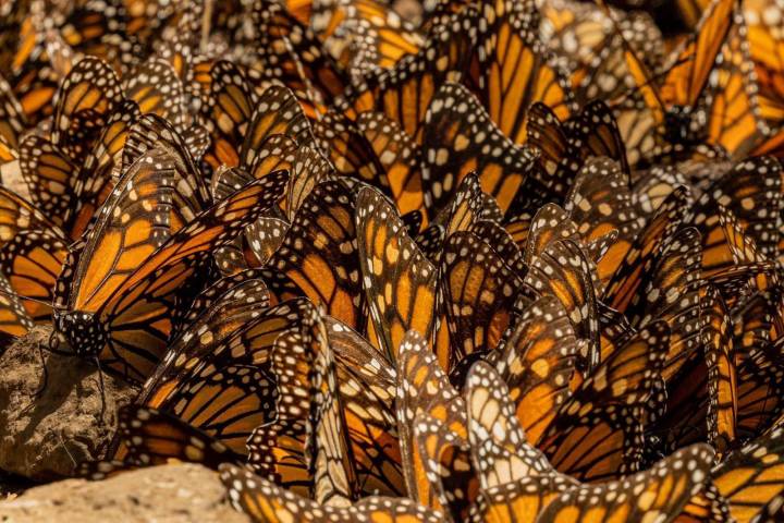 Enero y febrero, los mejores meses para vivir la magia de la Monarca en Michoacán: Sectur