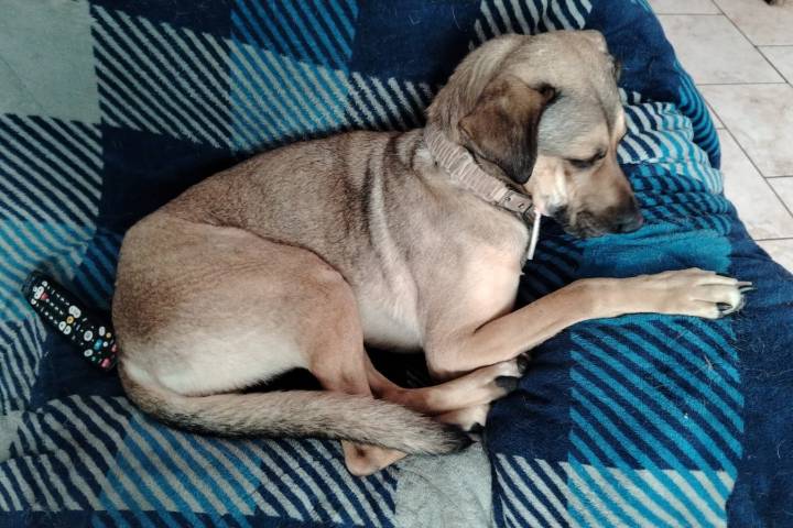  Perros de talla grande, los más estigmatizados y despreciados por la sociedad: GHAPAD