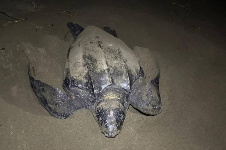 Michoacán se consolida como santuario de la tortuga laúd; suman 100 nidos protegidos