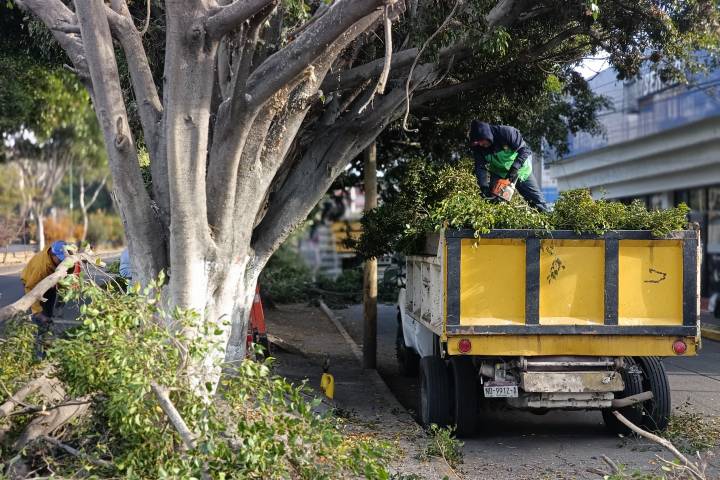 Refuerza Servicios Públicos la seguridad y el entorno urbano con poda de árboles en Calzada La Huerta
