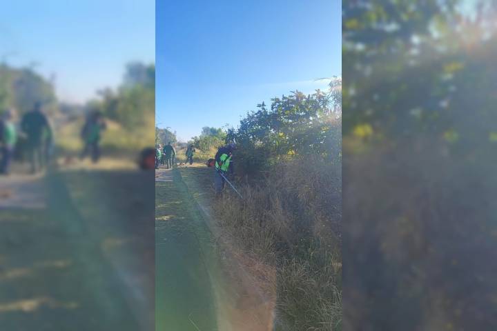 Permanentes, acciones de poda sanitaria en Morelia