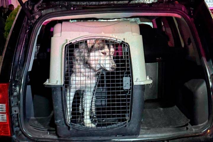 En cateo, rescata FGE a ejemplar canino víctima de maltrato animal equiparado