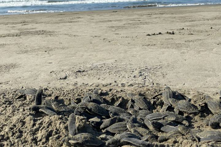 Sé testigo del primer latido del mar; vive la liberación de tortugas en las costas michoacanas