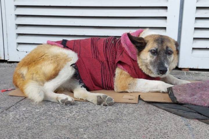 Para avanzar en el trato digno a los animales se requieren funcionarios empáticos y una sociedad consciente: GHAPAD