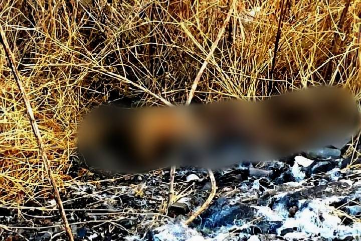Localizan cadáver calcinado en predio de Cotija