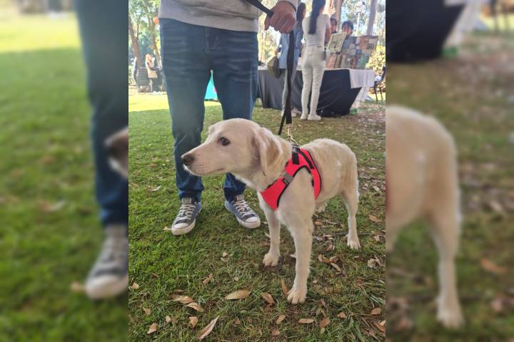 Huella Solidaria FGE; adopción, denuncia y corresponsabilidad social a favor del bienestar animal