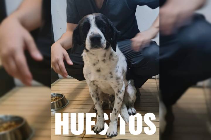 Caso Huesitos entra en su fase decisiva: animalistas exigen justicia por perrito atacado a machetazos
