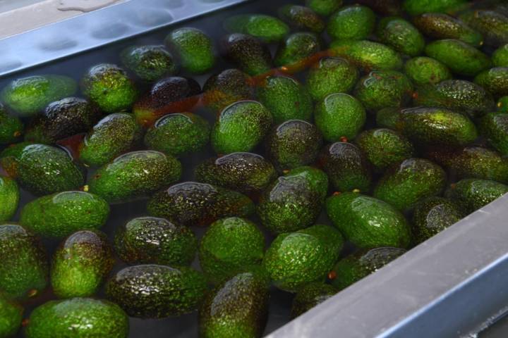 Michoacán va por la protección total de su aguacate: Sedeco