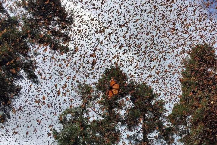 La Mariposa Monarca sigue en Michoacán, puedes visitarla en el parador de Sierra Chincua