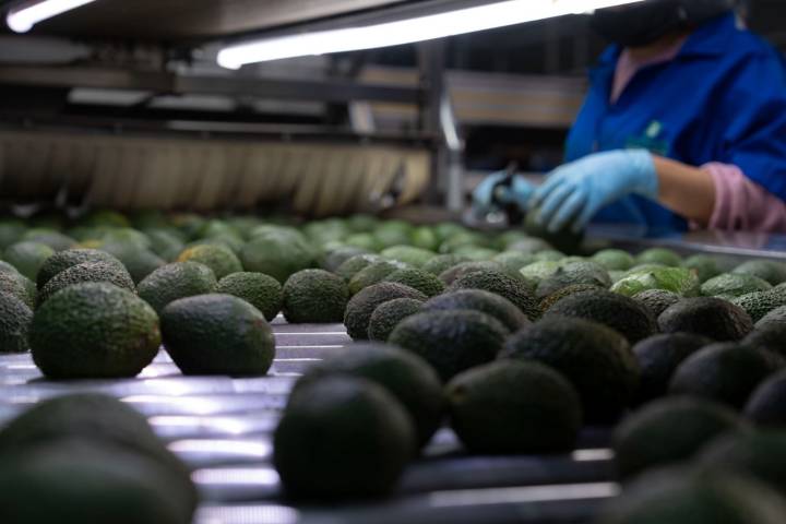 ProForest garantiza que el aguacate que llega a las mesas está libre de deforestación