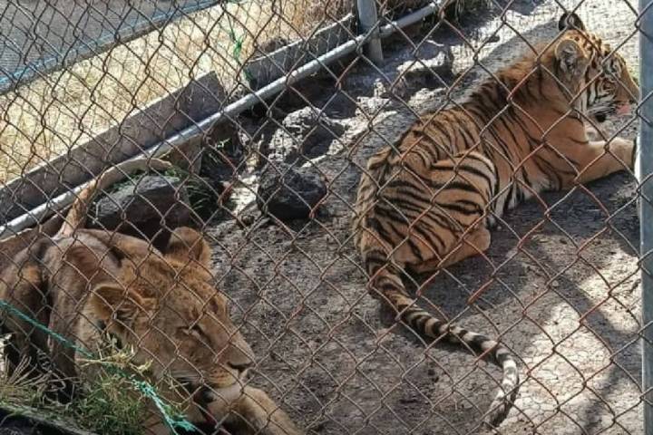Felinos exóticos rescatados del abandono en cateo interinstitucional