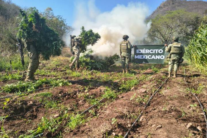 Destruyen más de 13 mil plantas de marihuana en la sierra de Turicato