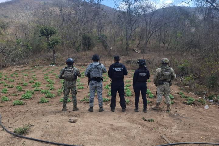 Fuerzas estatales y federales destruyen sembradío de marihuana en Arteaga