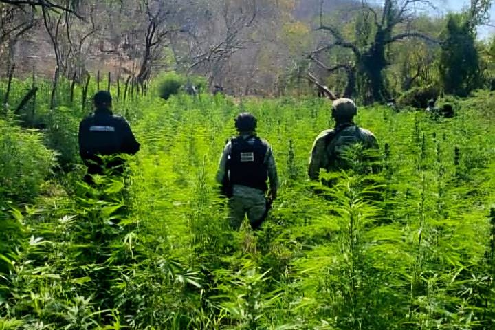 Autoridades destruyen plantío de marihuana y narcocampamento en Buenavista