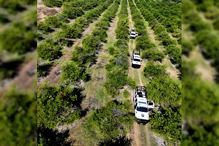 Desactivan explosivos improvisados en huerta limonera de Apatzingán; en el Operativo Paricutín