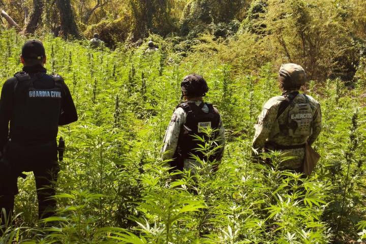 SSP, Defensa y GN destruyen plantío con más de 6 mil plantas de marihuana en Buenavista