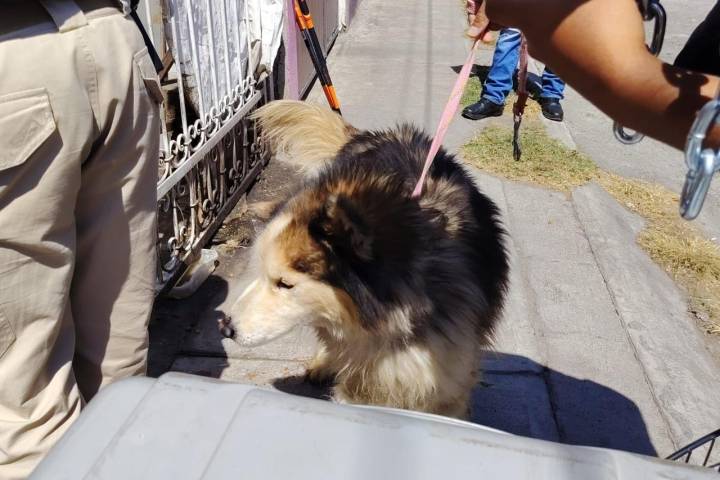 Cumplimenta FGE cateo en Tarímbaro y asegura ejemplar canino por maltrato animal