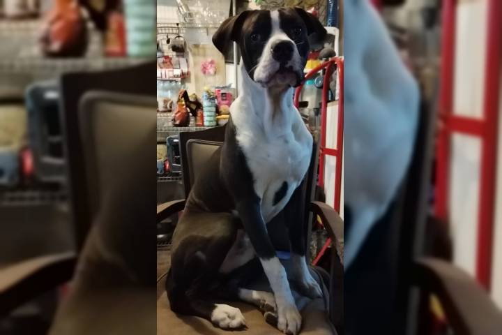 Comunidad animalista nacional exige justicia para "Chato" y menos jueces indolentes para evitar impunidad