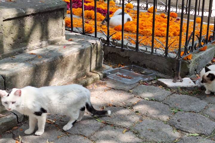 Se brinda cuidado y protección a gatos del Panteón de Morelia: Minerva Bautista