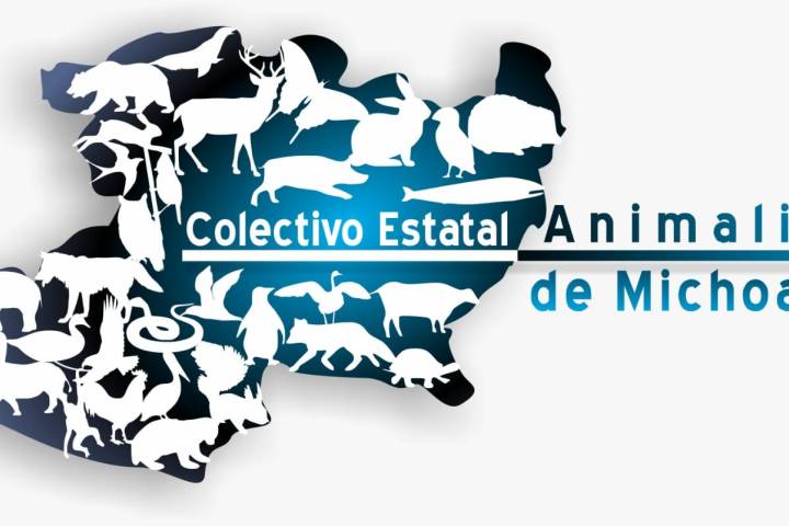 En Michoacán se practican 30 mil esterilizaciones de animales de compañía al año: UARUPA