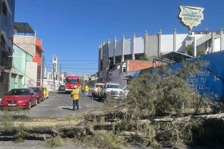 Se registra caída de árbol en la colonia Nueva Valladolid
