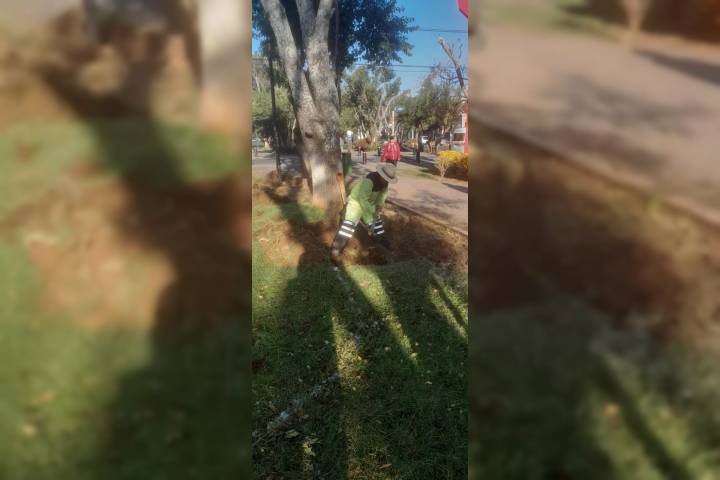 Gobierno de Morelia embellece espacios públicos con atención a sus áreas verdes