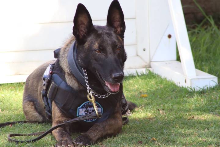Agrupamiento de Equinos y Caninos se especializa en detección de narcóticos y explosivos: SSP
