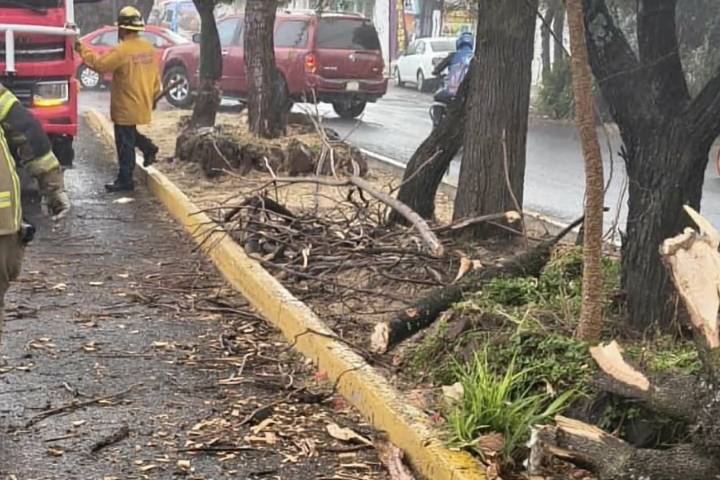 Rachas de viento provocan caída de cuatro árboles en Morelia