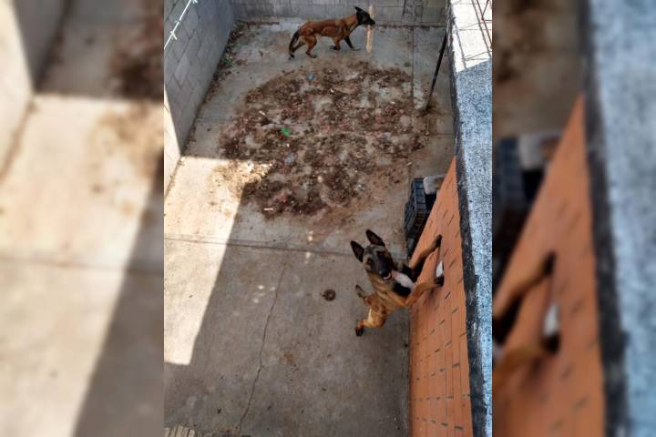 Rescata FGE cuatro perros víctimas de maltrato durante cateo en Tarímbaro