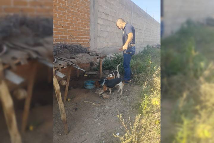 FGE rescata seis perros víctimas de maltrato animal en Hidalgo