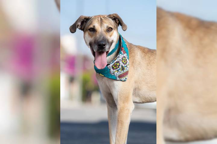 40 corazones peludos de GHAPAD buscan hogar; invitan a feria de adopción este fin de semana