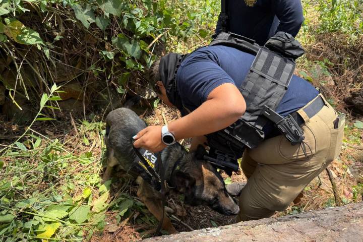 Realiza FGE búsqueda forense en Ziracuaretiro; localizan restos óseos humanos