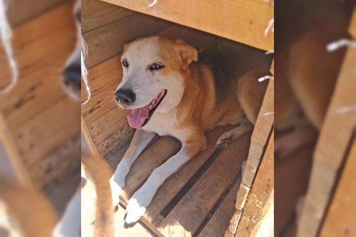 Michis y lomitos de La Casita de Frijol y Tadeo buscan humano en feria de adopción