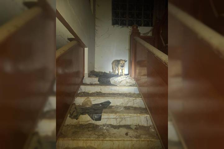 Rescata FGE a 29 perros en condiciones extremas de maltrato en Sahuayo; hay una detenida