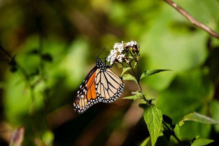 Bedolla celebra incremento del 64% en la migración de la Mariposa Monarca